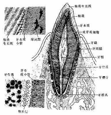 牙周病的知识