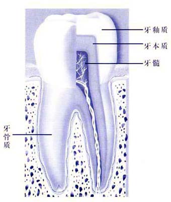 牙龈萎缩是怎么回事