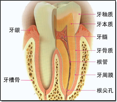 牙龈萎缩图片