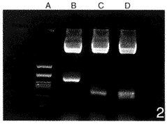 抗变形链球菌SAⅠ/Ⅱ单抗重链可变区基因克隆及序列分析