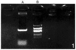 抗变形链球菌SAⅠ/Ⅱ单抗重链可变区基因克隆及序列分析