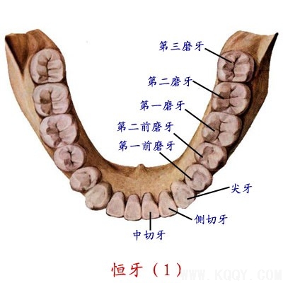 恒牙列图片