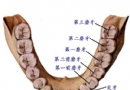 恒牙列图片