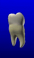 三维牙齿解剖图片