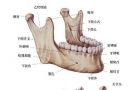 下颌骨