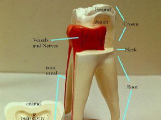 牙齿解剖模型图——磨牙