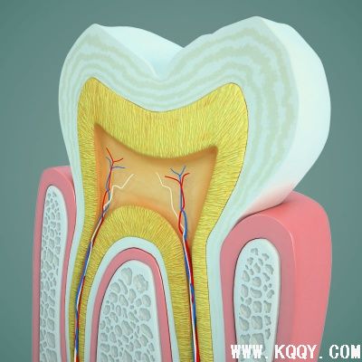 三维牙齿结构图片
