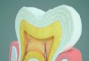 三维牙齿结构图片