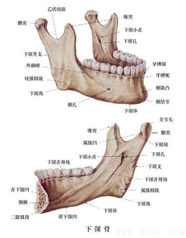 下颌骨