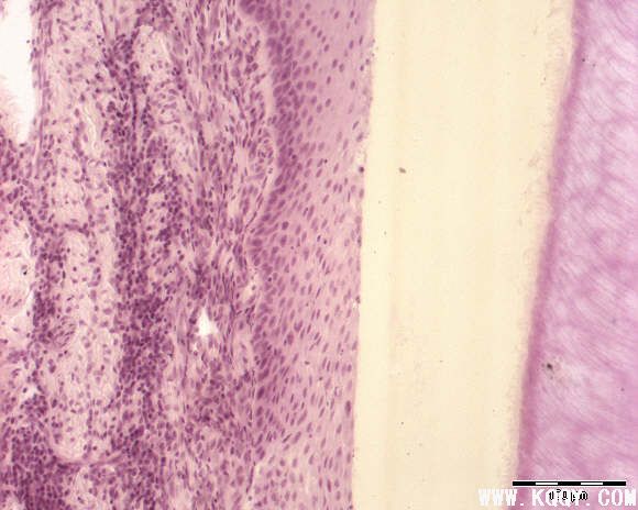 牙龈组织高倍镜组织切片图
