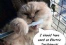 猫咪的需要电动牙刷