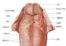 舌解剖示意图
