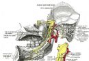 下颌神经内侧解剖示意图-英文