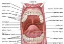 口腔结构——英文
