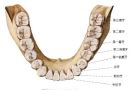 下颌恒牙上面观
