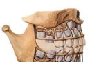 乳牙列解剖示意图