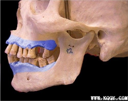 牙槽骨解剖图片
