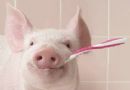 小猪也刷牙