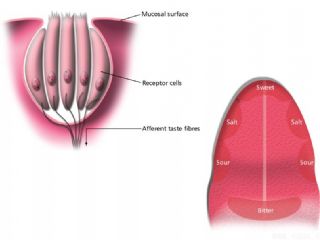 味蕾解剖图