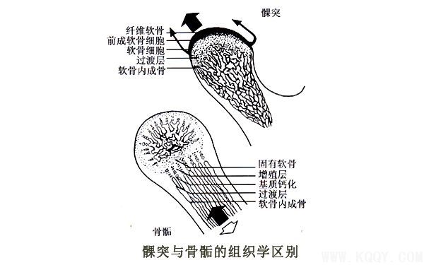 周医生教你认识肌激动器