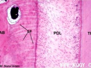 牙周组织与牙体组织图片