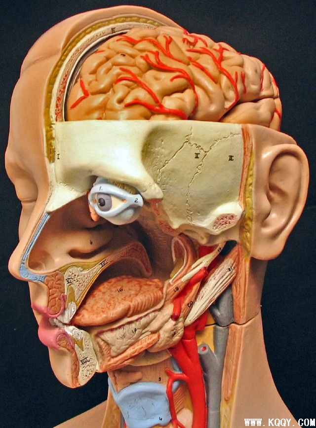 口腔解剖模型图