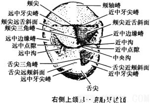 上颌第一前磨牙解剖形态详解