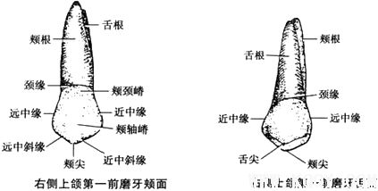 上颌第一前磨牙解剖形态详解