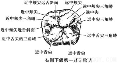 右侧下颌第一磨牙示意图