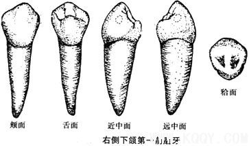 右侧下颌第一前磨牙示意图