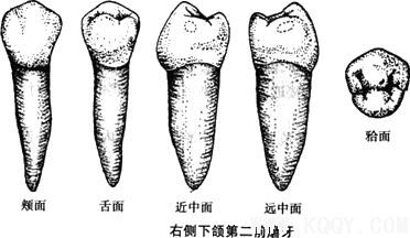 右侧下颌第二前磨牙示意图