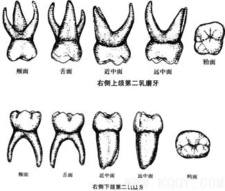 乳牙示意图——右侧上颌第二乳磨牙-解剖生理-口腔