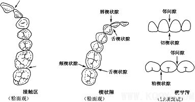 口腔解剖基础——牙体形态生理意义