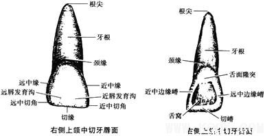 上颌中切牙示意图