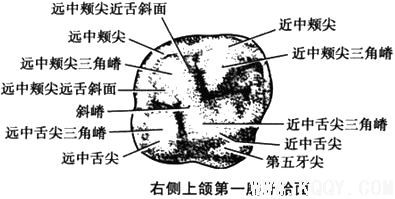 上颌第一磨牙解剖形态详解