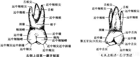 上颌第一磨牙解剖形态详解