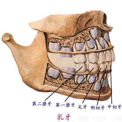 注意：八种情况需拔除乳牙