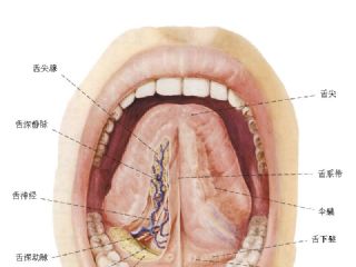 口腔底示意图