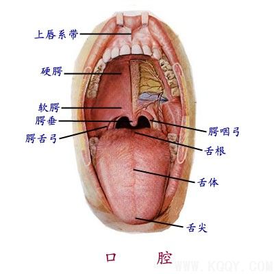 口腔示意图