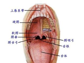 口腔示意图