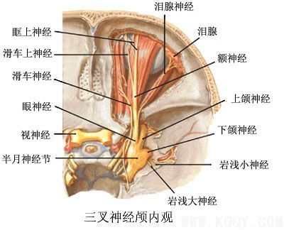 三叉神经解剖图片——侧面与颅内观