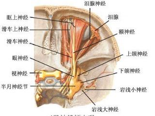 三叉神经解剖图片——侧面与颅内