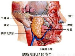 腮腺咬肌区境界