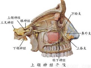 三叉神经面段图片