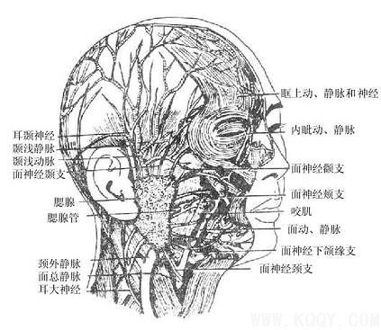 面部浅层的动脉——面部浅层解剖