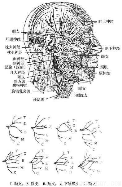 面部的神经——面部浅层解剖