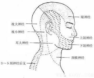 面部的神经——面部浅层解剖