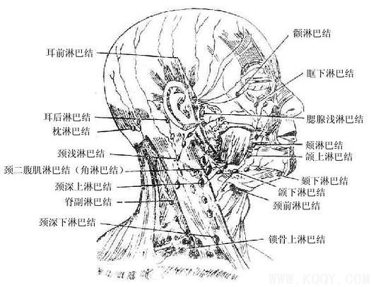 面部的神经——面部浅层解剖