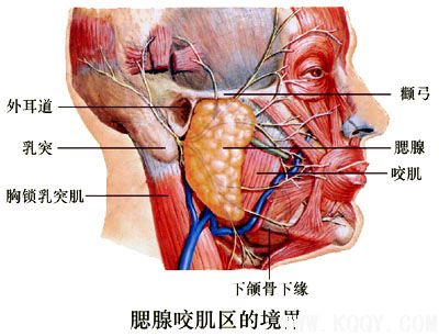 腮腺咬肌区境界与层次