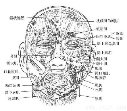 面肌——面部浅层解剖